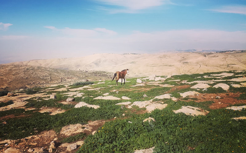 Visit Jordan in the Spring